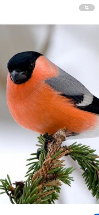 Снегири певчие птицки