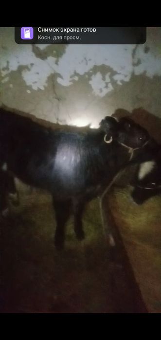 Бұқалар сатылады бағасы 315000