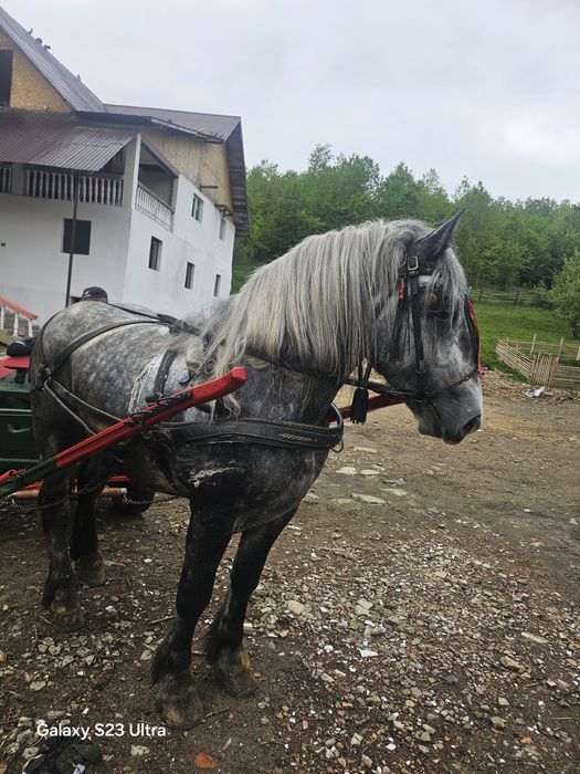 Vand schimb Harmasar de 3 ani