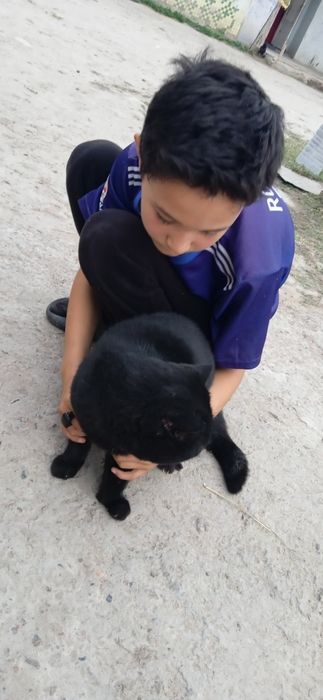 Mushuk sotladi 4oylik zoru toza yapoloq bashara