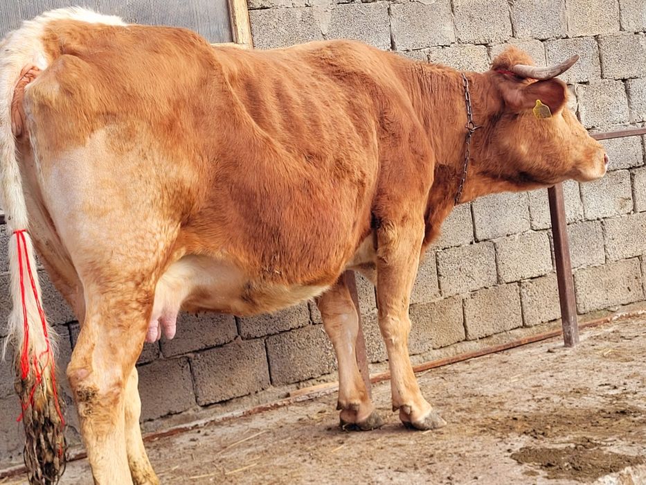 Vaca gestantă în 8 luni