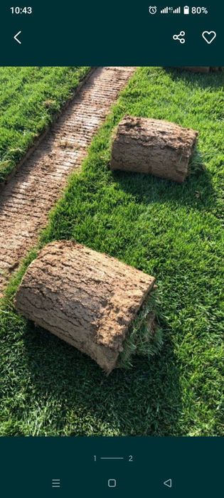 Gazon va gul ikish xizmati archa ekish xizmat koʻrsatish