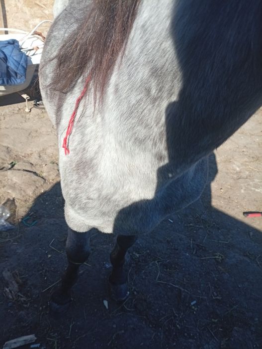 Vând un manz de doi ani ,l am prins la căruță de doua ori