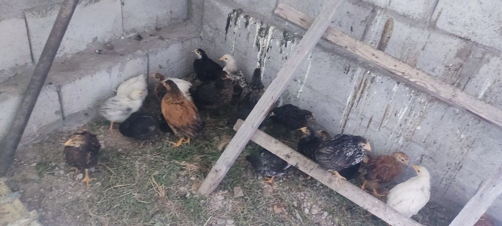 Продам домашних цыплят