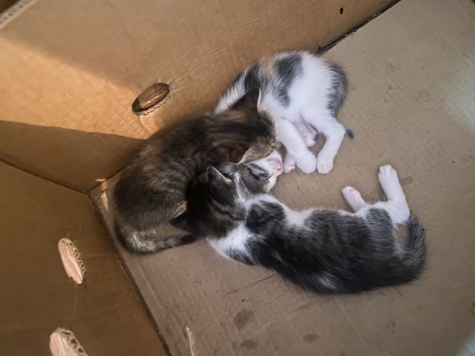 отдам котят в хорошие руки