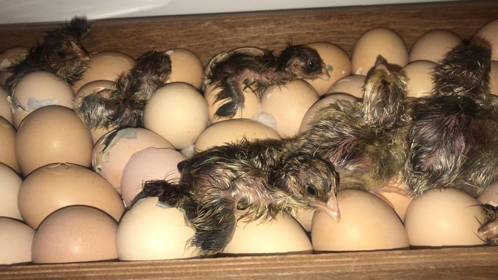 Продам инкубатор норма луппер на 72 куриных яиц