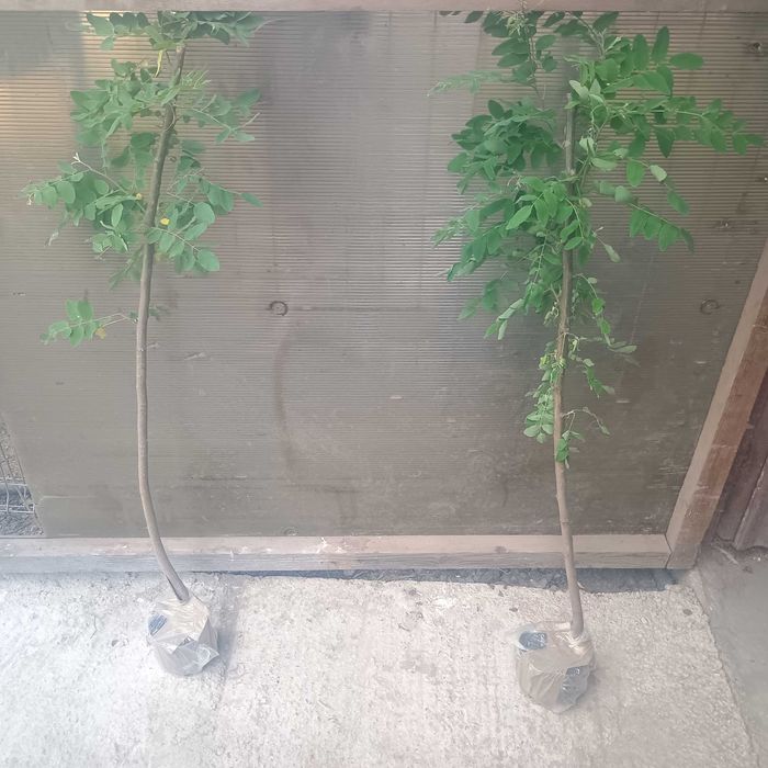 Salcam roz vascosa 1-1,3m