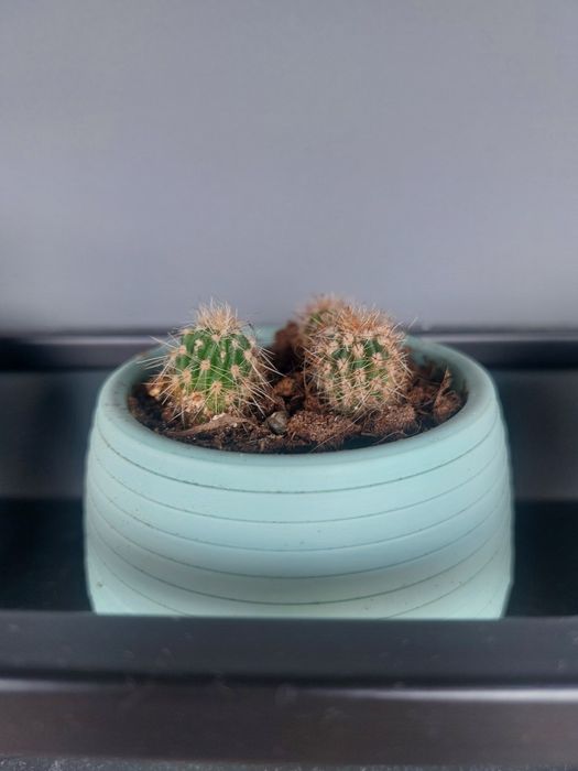 Малки кактуси (Echinopsis) лично предаване София Хиподрума