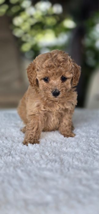 Maltipoo mini toy