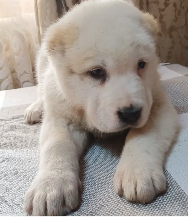 Шикарная девочка САО АЛАБАЙ