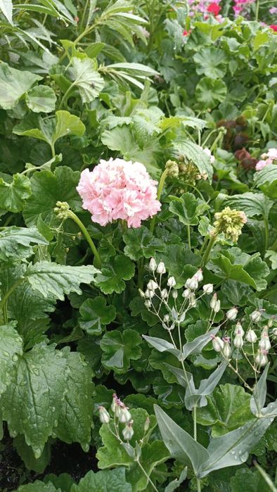 Продам герань от 500