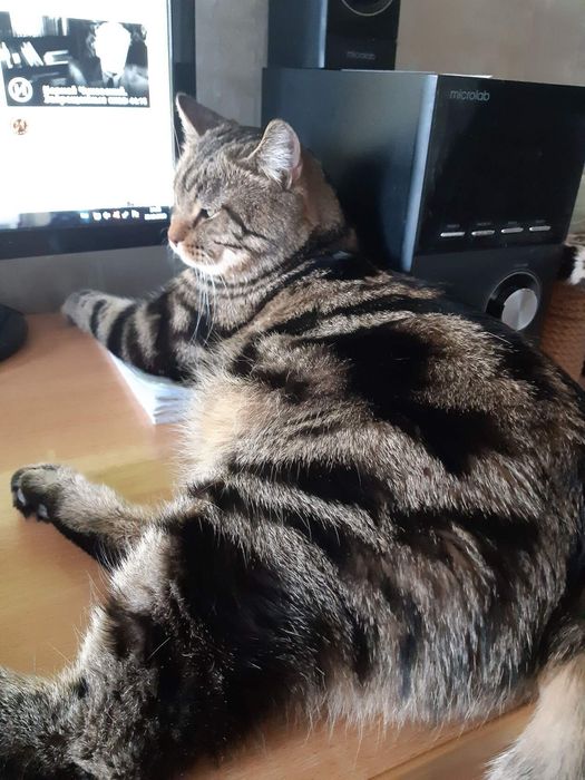 Отдам кота Артемона