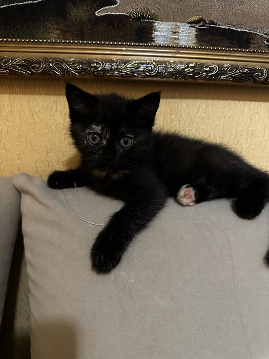 Отдам котенка скотиш страйт