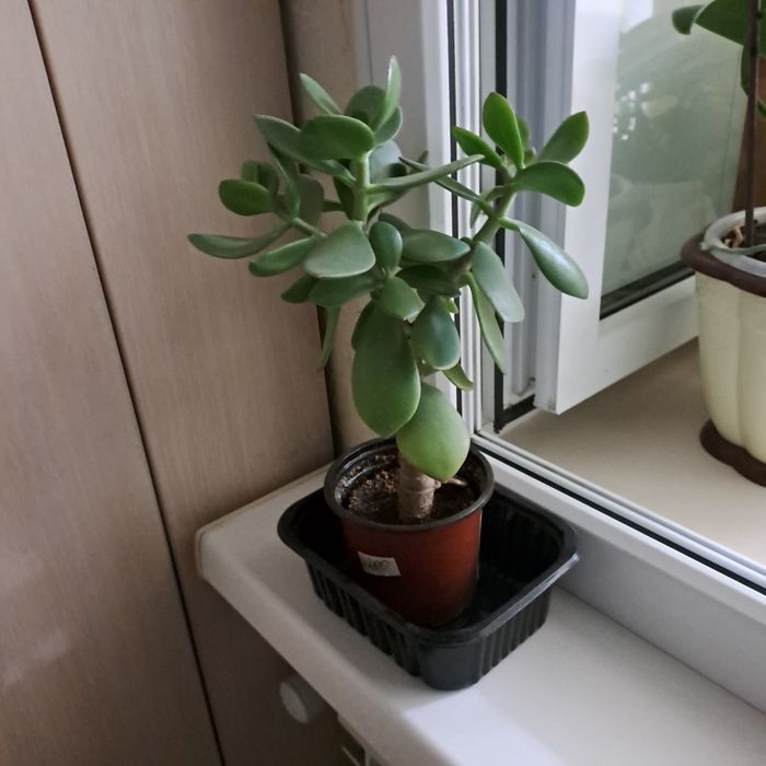 Продам денежное дерево