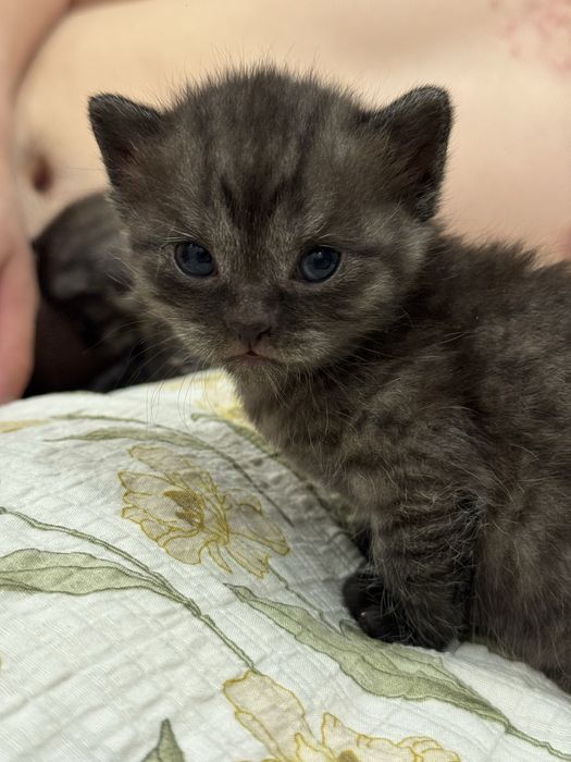 Продам котят скоттиш страйт