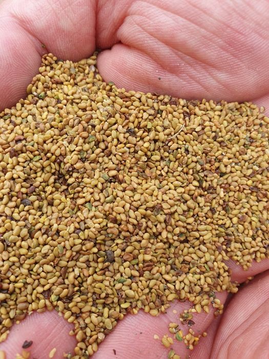 Sămânță de lucernă