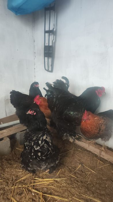 Брама сатыладыыы