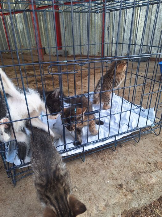 Продам котят в добрые руки