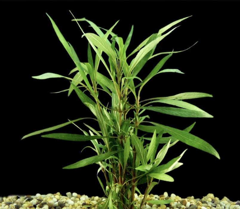 Продам аквариумные растения