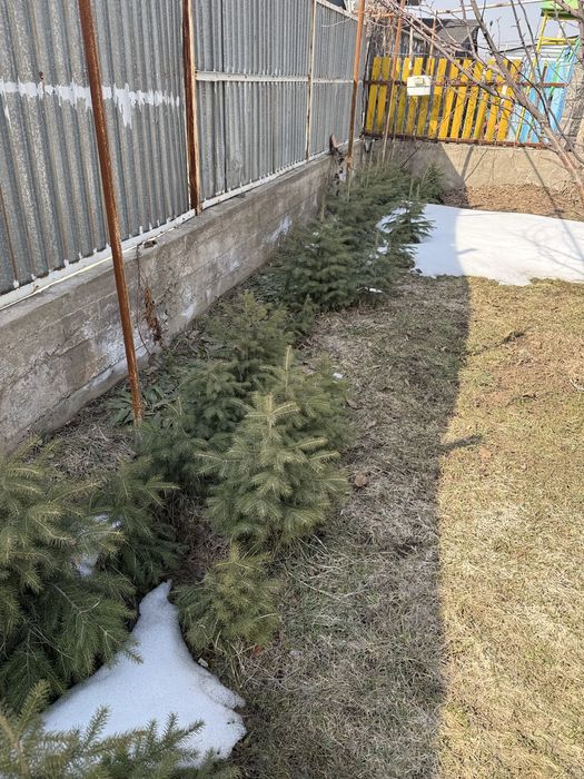 Продам ел. Елки саженцы