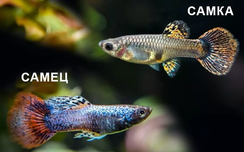 Мольки моязачной гуппи