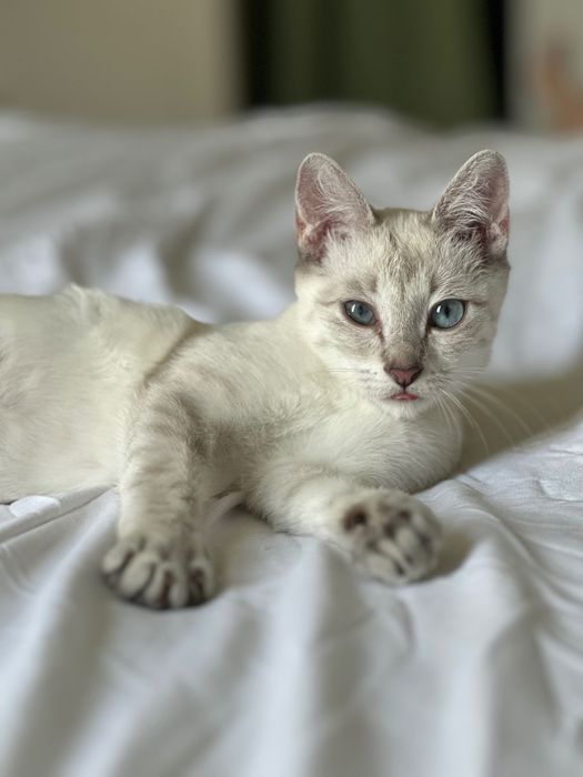 Котенок в добрые руки