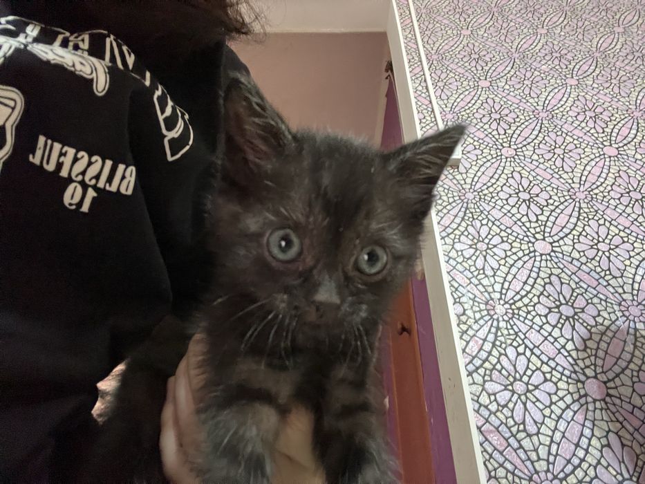 Отдам котенка в добрые руки