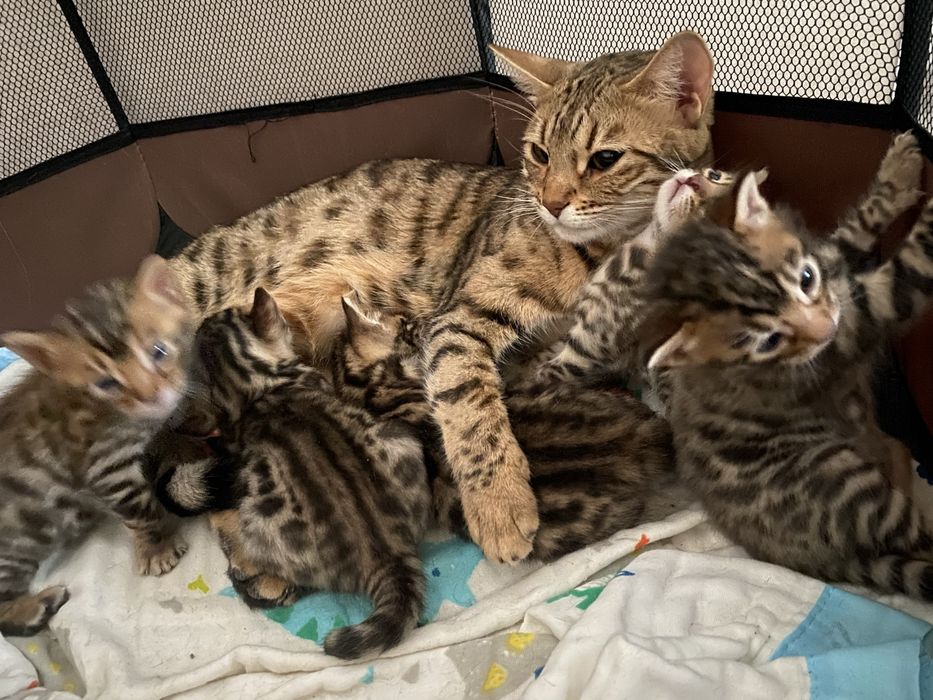 Продаются бенгальские котята