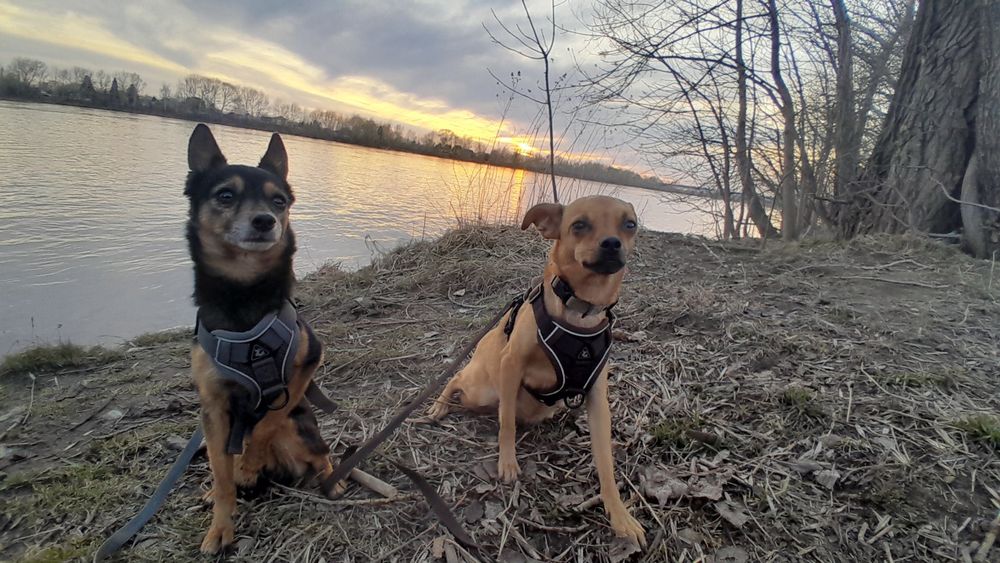 Щенки той терьера