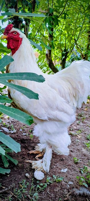 Vând găini brahma adulte