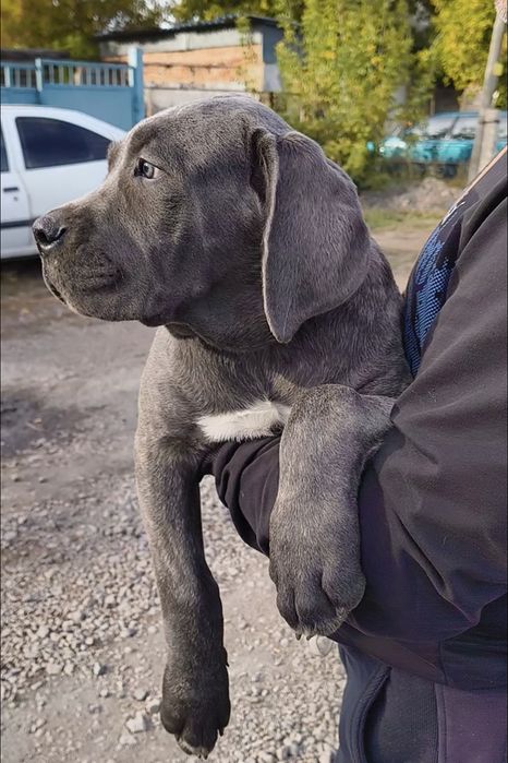 Щенки кане-корсо