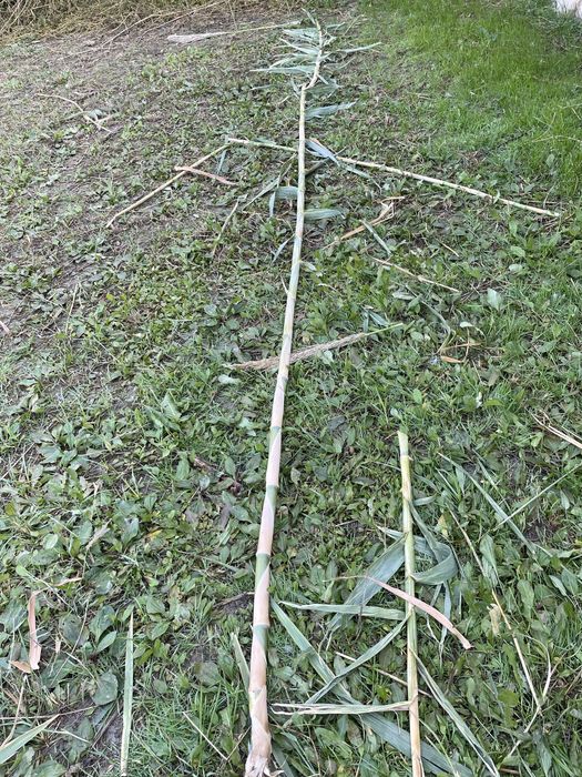 Qamish devor qilish va tomni yopish uchun