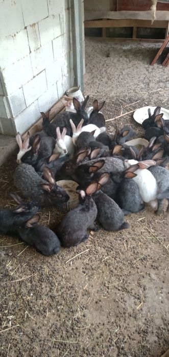Продам кроликоов