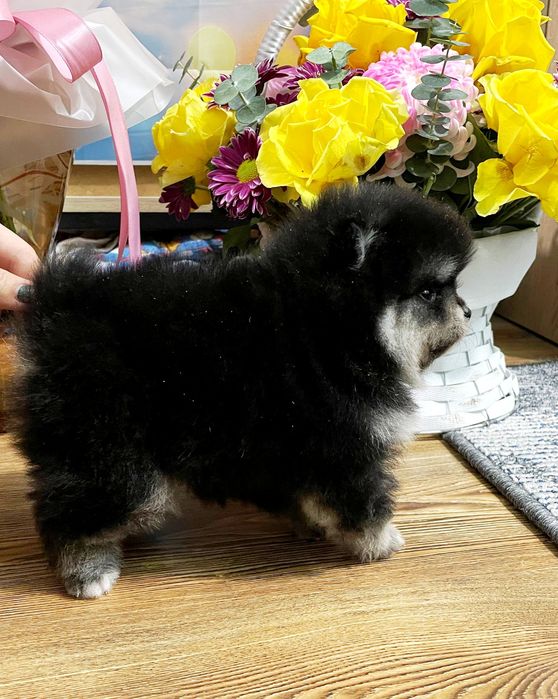 Щенки померанский шпиц