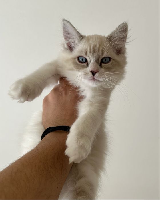 Котенца Регдол/Ragdoll