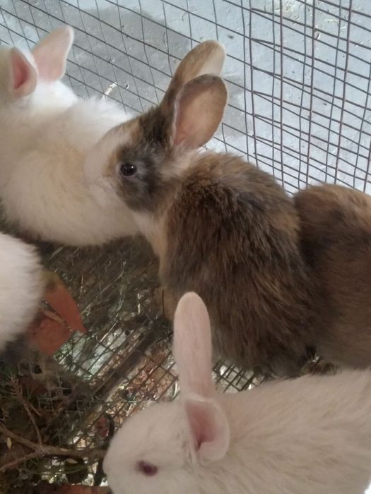 Куёнчалар тезда сотилади