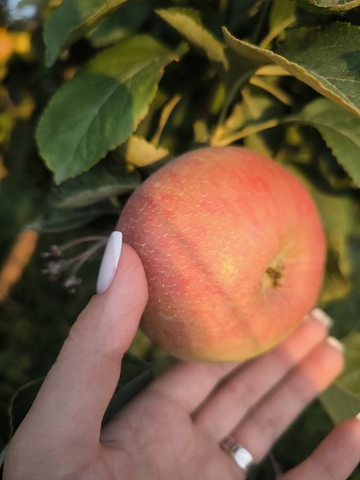 Продам яблоки Апорт Кандиль и Рашида
