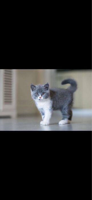 Britan shorthair