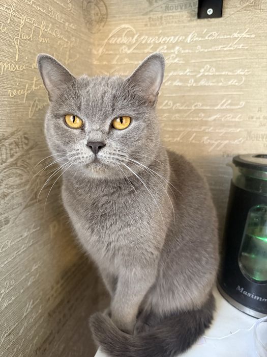 Отдам кошечку в хорошие и добрые руки