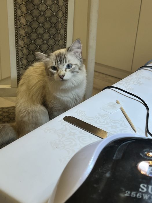 Продам кошку срочно