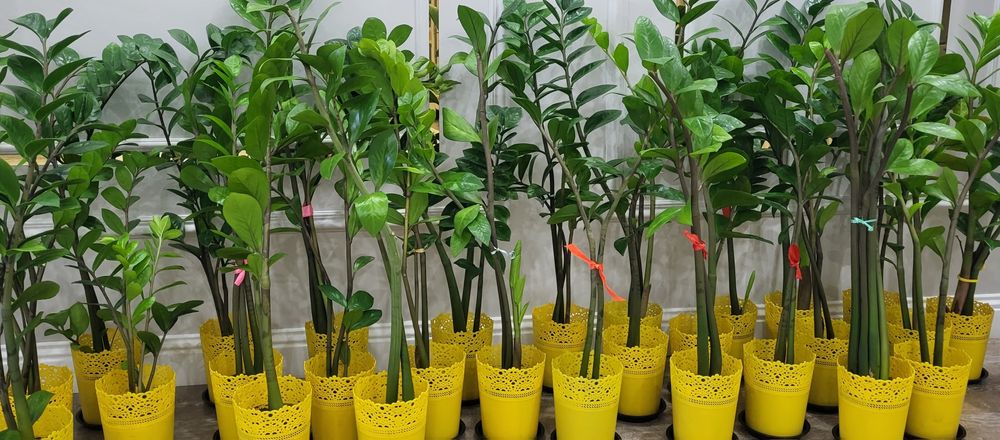 Продам комнатные растения
Стильн