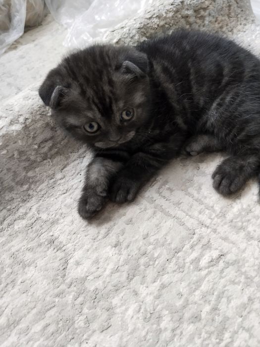 Шотландские котята  35000т