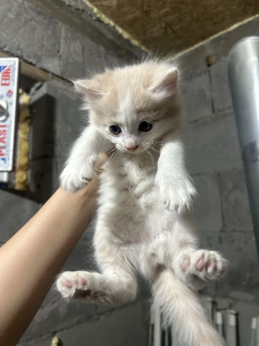 два котенка вместе с кошкой (мама)