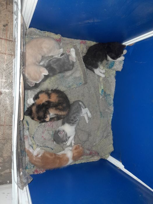 Одам котят в хорошие в руки