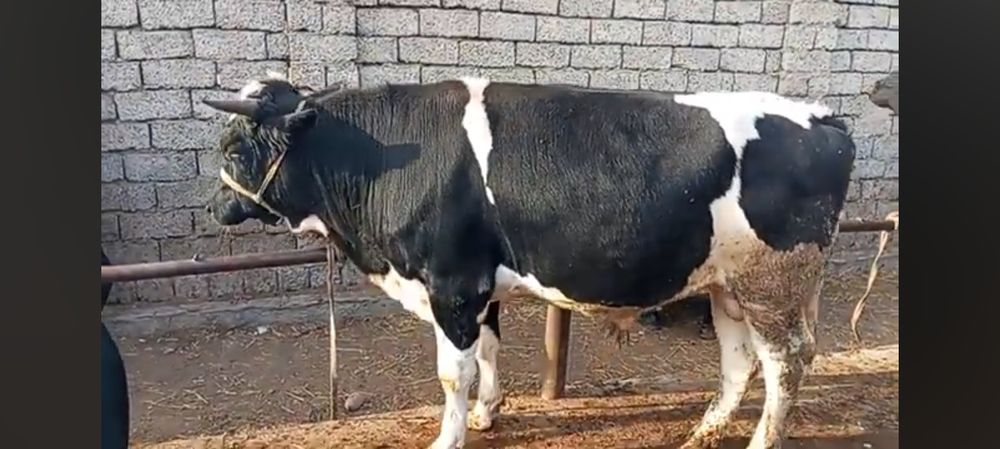 Бука бокма сотилади