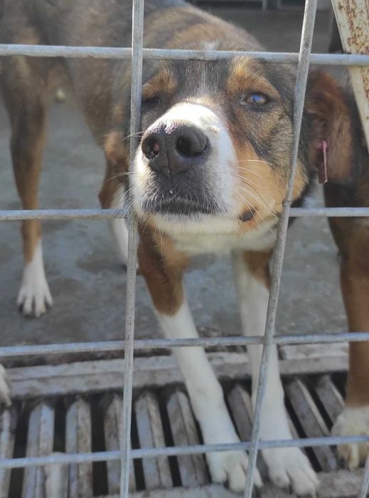 Осинови, за да спасиш живот!