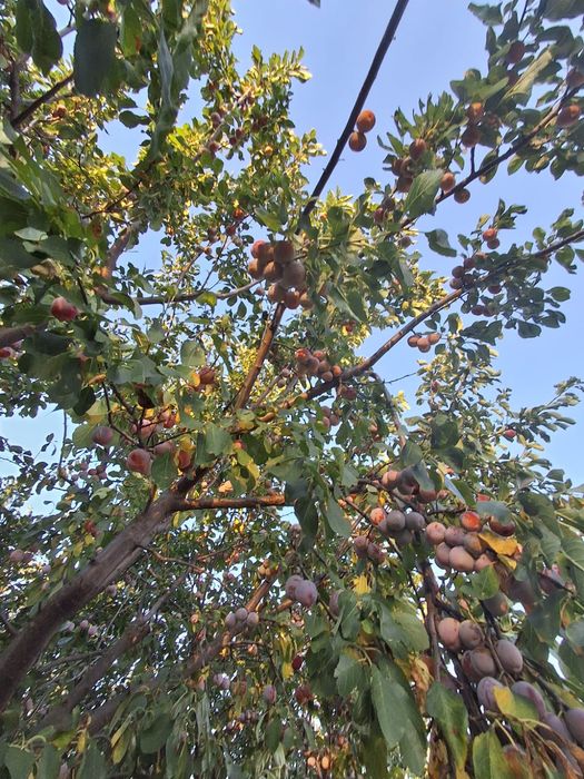 Vând prune pentru dulceață