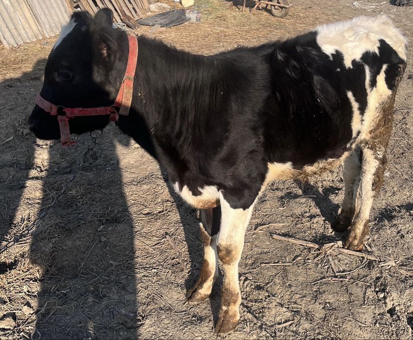 Vand vitel de 4 luni