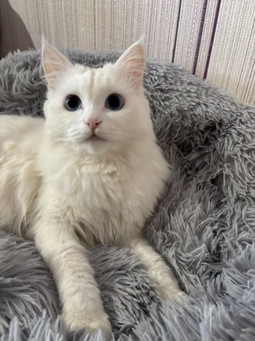 Турецкая ангора в добрые руки