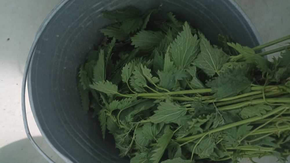 крапива (сок этого года )